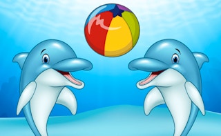 Dolphin Show